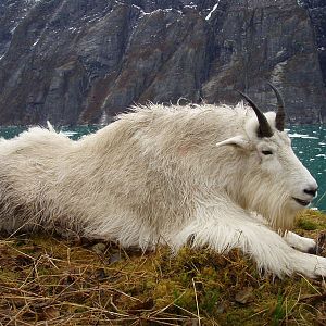 Mountain Goat Bagged in Alaska