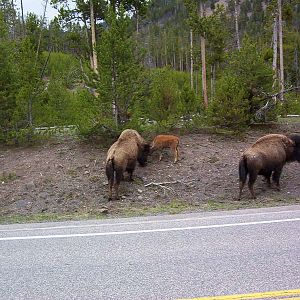 Yellowstone 2010